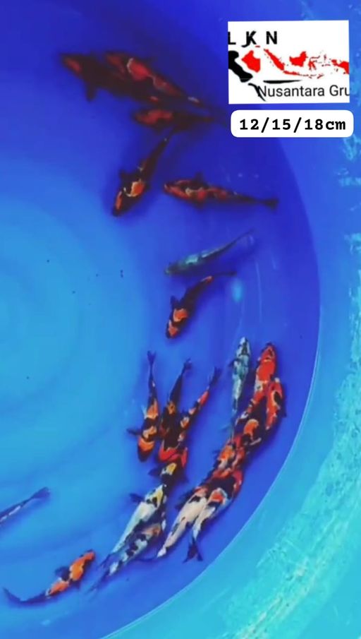 Lelang Koi Online, Jual Beli Ikan Koi, Pusat Jual Beli Koi, Info Lelang Koi Hari Ini, Platform Jual Beli Koi, Jual Beli Ikan Koi Online, Marketplace Ikan Koi, Jual Koi Terbaik, Tempat Beli Koi Berkualitas, Pasar Ikan Koi Online Terpercaya, Penjual Ikan Koi Terpercaya, Beli Koi Hias Online, Ikan Koi untuk Dijual, Koi Kualitas Terbaik, Toko Online Ikan Koi, Koi Hias Untuk Dijual, Jual Beli Ikan Koi Lokal, Koi Indonesia Online, Pusat Jual Beli Koi Terbesar