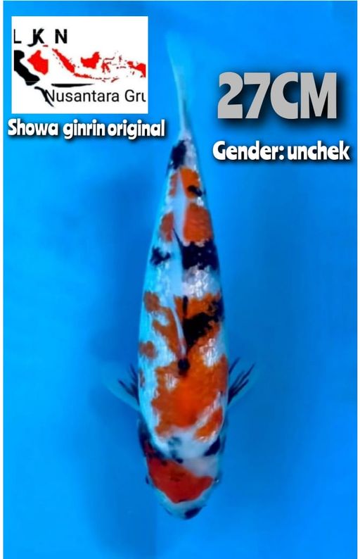 Lelang Koi Online, Jual Beli Ikan Koi, Pusat Jual Beli Koi, Info Lelang Koi Hari Ini, Platform Jual Beli Koi, Jual Beli Ikan Koi Online, Marketplace Ikan Koi, Jual Koi Terbaik, Tempat Beli Koi Berkualitas, Pasar Ikan Koi Online Terpercaya, Penjual Ikan Koi Terpercaya, Beli Koi Hias Online, Ikan Koi untuk Dijual, Koi Kualitas Terbaik, Toko Online Ikan Koi, Koi Hias Untuk Dijual, Jual Beli Ikan Koi Lokal, Koi Indonesia Online, Pusat Jual Beli Koi Terbesar