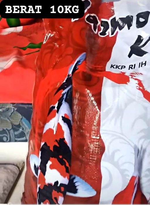 Lelang Koi Online, Jual Beli Ikan Koi, Pusat Jual Beli Koi, Info Lelang Koi Hari Ini, Platform Jual Beli Koi, Jual Beli Ikan Koi Online, Marketplace Ikan Koi, Jual Koi Terbaik, Tempat Beli Koi Berkualitas, Pasar Ikan Koi Online Terpercaya, Penjual Ikan Koi Terpercaya, Beli Koi Hias Online, Ikan Koi untuk Dijual, Koi Kualitas Terbaik, Toko Online Ikan Koi, Koi Hias Untuk Dijual, Jual Beli Ikan Koi Lokal, Koi Indonesia Online, Pusat Jual Beli Koi Terbesar