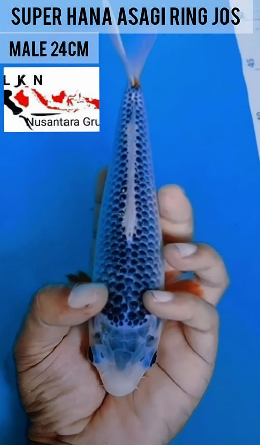 Lelang Koi Online, Jual Beli Ikan Koi, Pusat Jual Beli Koi, Info Lelang Koi Hari Ini, Platform Jual Beli Koi, Jual Beli Ikan Koi Online, Marketplace Ikan Koi, Jual Koi Terbaik, Tempat Beli Koi Berkualitas, Pasar Ikan Koi Online Terpercaya, Penjual Ikan Koi Terpercaya, Beli Koi Hias Online, Ikan Koi untuk Dijual, Koi Kualitas Terbaik, Toko Online Ikan Koi, Koi Hias Untuk Dijual, Jual Beli Ikan Koi Lokal, Koi Indonesia Online, Pusat Jual Beli Koi Terbesar