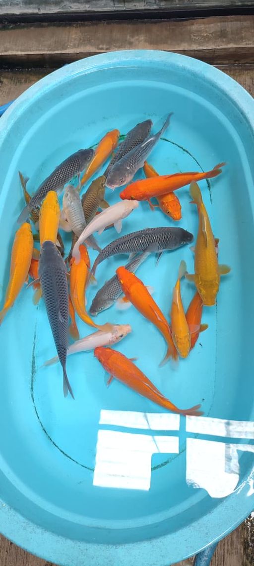 Lelang Koi Online, Jual Beli Ikan Koi, Pusat Jual Beli Koi, Info Lelang Koi Hari Ini, Platform Jual Beli Koi, Jual Beli Ikan Koi Online, Marketplace Ikan Koi, Jual Koi Terbaik, Tempat Beli Koi Berkualitas, Pasar Ikan Koi Online Terpercaya, Penjual Ikan Koi Terpercaya, Beli Koi Hias Online, Ikan Koi untuk Dijual, Koi Kualitas Terbaik, Toko Online Ikan Koi, Koi Hias Untuk Dijual, Jual Beli Ikan Koi Lokal, Koi Indonesia Online, Pusat Jual Beli Koi Terbesar