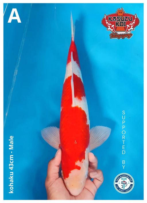 Lelang Koi Online, Jual Beli Ikan Koi, Pusat Jual Beli Koi, Info Lelang Koi Hari Ini, Platform Jual Beli Koi, Jual Beli Ikan Koi Online, Marketplace Ikan Koi, Jual Koi Terbaik, Tempat Beli Koi Berkualitas, Pasar Ikan Koi Online Terpercaya, Penjual Ikan Koi Terpercaya, Beli Koi Hias Online, Ikan Koi untuk Dijual, Koi Kualitas Terbaik, Toko Online Ikan Koi, Koi Hias Untuk Dijual, Jual Beli Ikan Koi Lokal, Koi Indonesia Online, Pusat Jual Beli Koi Terbesar
