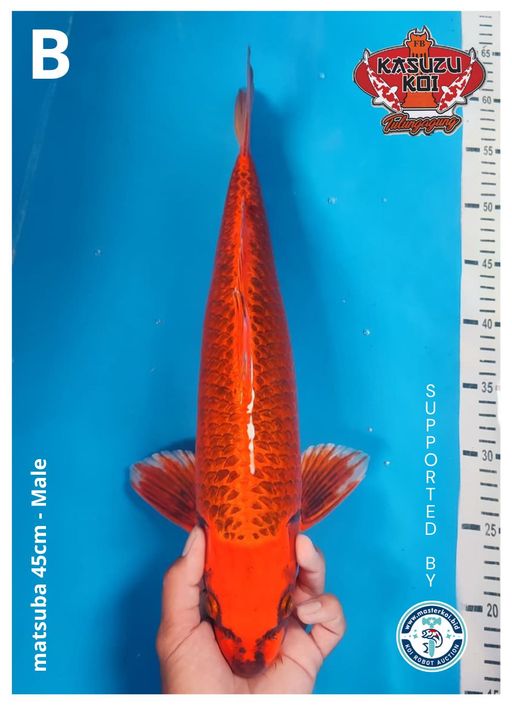 Lelang Koi Online, Jual Beli Ikan Koi, Pusat Jual Beli Koi, Info Lelang Koi Hari Ini, Platform Jual Beli Koi, Jual Beli Ikan Koi Online, Marketplace Ikan Koi, Jual Koi Terbaik, Tempat Beli Koi Berkualitas, Pasar Ikan Koi Online Terpercaya, Penjual Ikan Koi Terpercaya, Beli Koi Hias Online, Ikan Koi untuk Dijual, Koi Kualitas Terbaik, Toko Online Ikan Koi, Koi Hias Untuk Dijual, Jual Beli Ikan Koi Lokal, Koi Indonesia Online, Pusat Jual Beli Koi Terbesar