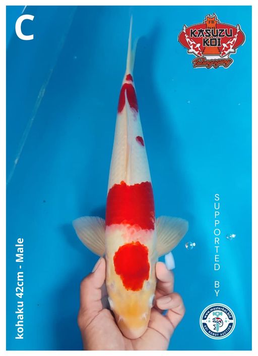 Lelang Koi Online, Jual Beli Ikan Koi, Pusat Jual Beli Koi, Info Lelang Koi Hari Ini, Platform Jual Beli Koi, Jual Beli Ikan Koi Online, Marketplace Ikan Koi, Jual Koi Terbaik, Tempat Beli Koi Berkualitas, Pasar Ikan Koi Online Terpercaya, Penjual Ikan Koi Terpercaya, Beli Koi Hias Online, Ikan Koi untuk Dijual, Koi Kualitas Terbaik, Toko Online Ikan Koi, Koi Hias Untuk Dijual, Jual Beli Ikan Koi Lokal, Koi Indonesia Online, Pusat Jual Beli Koi Terbesar