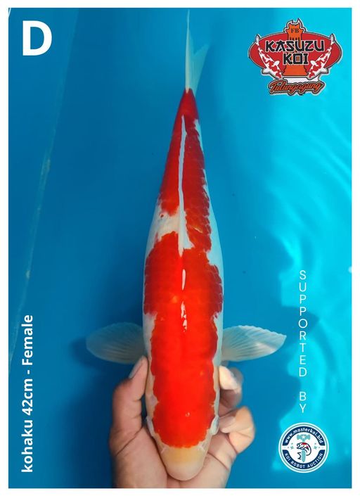 Lelang Koi Online, Jual Beli Ikan Koi, Pusat Jual Beli Koi, Info Lelang Koi Hari Ini, Platform Jual Beli Koi, Jual Beli Ikan Koi Online, Marketplace Ikan Koi, Jual Koi Terbaik, Tempat Beli Koi Berkualitas, Pasar Ikan Koi Online Terpercaya, Penjual Ikan Koi Terpercaya, Beli Koi Hias Online, Ikan Koi untuk Dijual, Koi Kualitas Terbaik, Toko Online Ikan Koi, Koi Hias Untuk Dijual, Jual Beli Ikan Koi Lokal, Koi Indonesia Online, Pusat Jual Beli Koi Terbesar