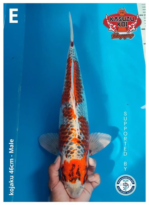 Lelang Koi Online, Jual Beli Ikan Koi, Pusat Jual Beli Koi, Info Lelang Koi Hari Ini, Platform Jual Beli Koi, Jual Beli Ikan Koi Online, Marketplace Ikan Koi, Jual Koi Terbaik, Tempat Beli Koi Berkualitas, Pasar Ikan Koi Online Terpercaya, Penjual Ikan Koi Terpercaya, Beli Koi Hias Online, Ikan Koi untuk Dijual, Koi Kualitas Terbaik, Toko Online Ikan Koi, Koi Hias Untuk Dijual, Jual Beli Ikan Koi Lokal, Koi Indonesia Online, Pusat Jual Beli Koi Terbesar