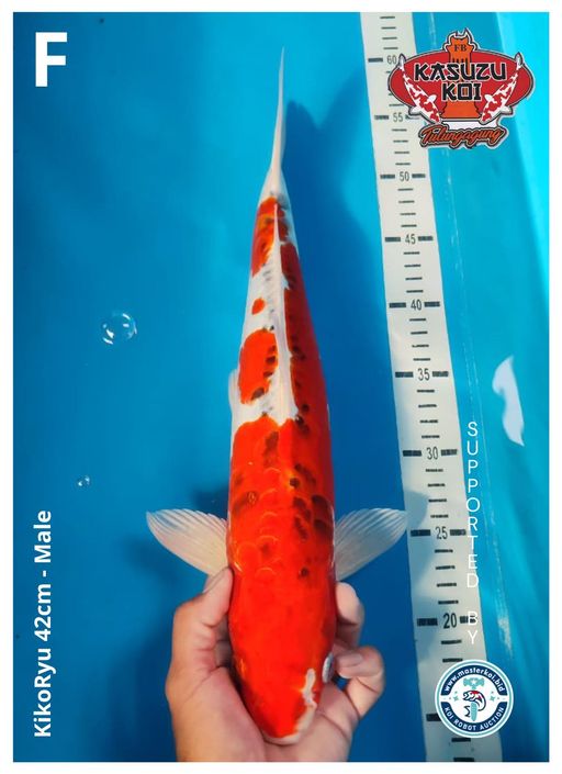 Lelang Koi Online, Jual Beli Ikan Koi, Pusat Jual Beli Koi, Info Lelang Koi Hari Ini, Platform Jual Beli Koi, Jual Beli Ikan Koi Online, Marketplace Ikan Koi, Jual Koi Terbaik, Tempat Beli Koi Berkualitas, Pasar Ikan Koi Online Terpercaya, Penjual Ikan Koi Terpercaya, Beli Koi Hias Online, Ikan Koi untuk Dijual, Koi Kualitas Terbaik, Toko Online Ikan Koi, Koi Hias Untuk Dijual, Jual Beli Ikan Koi Lokal, Koi Indonesia Online, Pusat Jual Beli Koi Terbesar