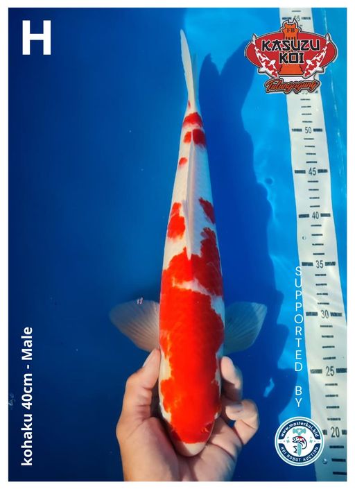 Lelang Koi Online, Jual Beli Ikan Koi, Pusat Jual Beli Koi, Info Lelang Koi Hari Ini, Platform Jual Beli Koi, Jual Beli Ikan Koi Online, Marketplace Ikan Koi, Jual Koi Terbaik, Tempat Beli Koi Berkualitas, Pasar Ikan Koi Online Terpercaya, Penjual Ikan Koi Terpercaya, Beli Koi Hias Online, Ikan Koi untuk Dijual, Koi Kualitas Terbaik, Toko Online Ikan Koi, Koi Hias Untuk Dijual, Jual Beli Ikan Koi Lokal, Koi Indonesia Online, Pusat Jual Beli Koi Terbesar