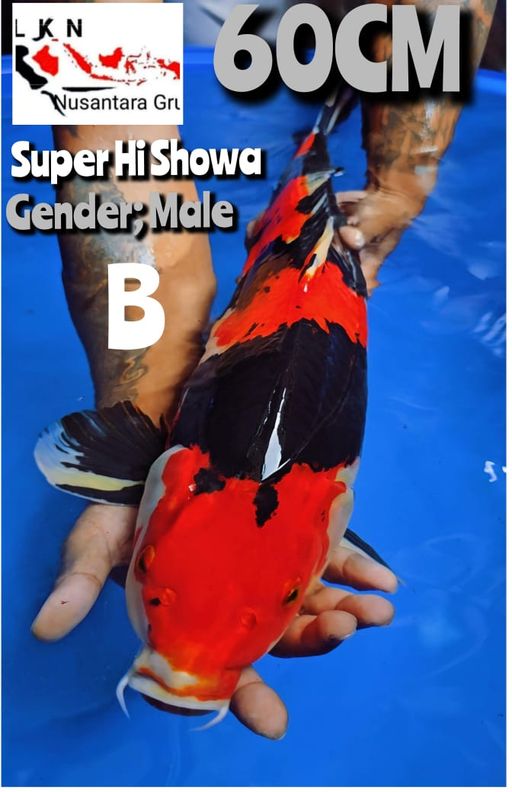 Lelang Koi Online, Jual Beli Ikan Koi, Pusat Jual Beli Koi, Info Lelang Koi Hari Ini, Platform Jual Beli Koi, Jual Beli Ikan Koi Online, Marketplace Ikan Koi, Jual Koi Terbaik, Tempat Beli Koi Berkualitas, Pasar Ikan Koi Online Terpercaya, Penjual Ikan Koi Terpercaya, Beli Koi Hias Online, Ikan Koi untuk Dijual, Koi Kualitas Terbaik, Toko Online Ikan Koi, Koi Hias Untuk Dijual, Jual Beli Ikan Koi Lokal, Koi Indonesia Online, Pusat Jual Beli Koi Terbesar