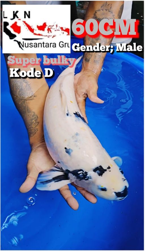 Lelang Koi Online, Jual Beli Ikan Koi, Pusat Jual Beli Koi, Info Lelang Koi Hari Ini, Platform Jual Beli Koi, Jual Beli Ikan Koi Online, Marketplace Ikan Koi, Jual Koi Terbaik, Tempat Beli Koi Berkualitas, Pasar Ikan Koi Online Terpercaya, Penjual Ikan Koi Terpercaya, Beli Koi Hias Online, Ikan Koi untuk Dijual, Koi Kualitas Terbaik, Toko Online Ikan Koi, Koi Hias Untuk Dijual, Jual Beli Ikan Koi Lokal, Koi Indonesia Online, Pusat Jual Beli Koi Terbesar
