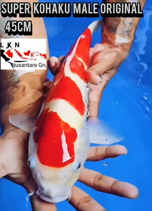Lelang Koi Online, Jual Beli Ikan Koi, Pusat Jual Beli Koi, Info Lelang Koi Hari Ini, Platform Jual Beli Koi, Jual Beli Ikan Koi Online, Marketplace Ikan Koi, Jual Koi Terbaik, Tempat Beli Koi Berkualitas, Pasar Ikan Koi Online Terpercaya, Penjual Ikan Koi Terpercaya, Beli Koi Hias Online, Ikan Koi untuk Dijual, Koi Kualitas Terbaik, Toko Online Ikan Koi, Koi Hias Untuk Dijual, Jual Beli Ikan Koi Lokal, Koi Indonesia Online, Pusat Jual Beli Koi Terbesar