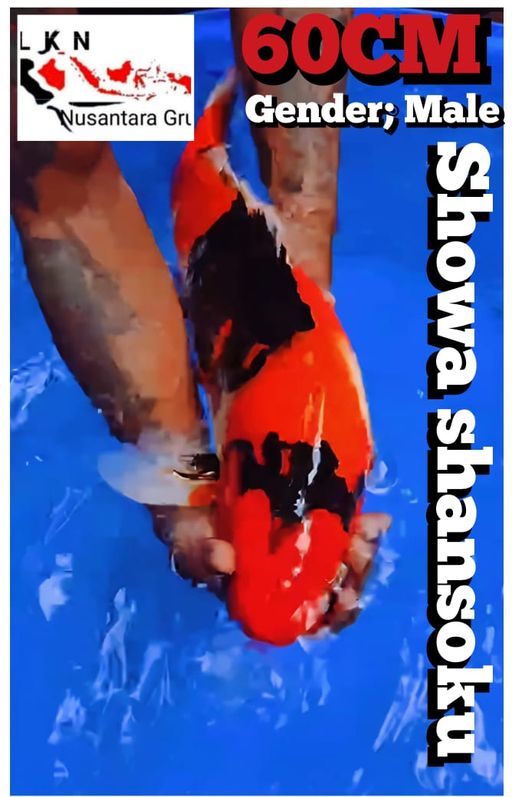 Lelang Koi Online, Jual Beli Ikan Koi, Pusat Jual Beli Koi, Info Lelang Koi Hari Ini, Platform Jual Beli Koi, Jual Beli Ikan Koi Online, Marketplace Ikan Koi, Jual Koi Terbaik, Tempat Beli Koi Berkualitas, Pasar Ikan Koi Online Terpercaya, Penjual Ikan Koi Terpercaya, Beli Koi Hias Online, Ikan Koi untuk Dijual, Koi Kualitas Terbaik, Toko Online Ikan Koi, Koi Hias Untuk Dijual, Jual Beli Ikan Koi Lokal, Koi Indonesia Online, Pusat Jual Beli Koi Terbesar