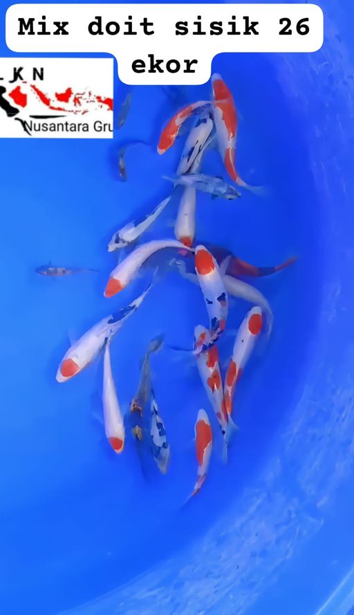 Lelang Koi Online, Jual Beli Ikan Koi, Pusat Jual Beli Koi, Info Lelang Koi Hari Ini, Platform Jual Beli Koi, Jual Beli Ikan Koi Online, Marketplace Ikan Koi, Jual Koi Terbaik, Tempat Beli Koi Berkualitas, Pasar Ikan Koi Online Terpercaya, Penjual Ikan Koi Terpercaya, Beli Koi Hias Online, Ikan Koi untuk Dijual, Koi Kualitas Terbaik, Toko Online Ikan Koi, Koi Hias Untuk Dijual, Jual Beli Ikan Koi Lokal, Koi Indonesia Online, Pusat Jual Beli Koi Terbesar