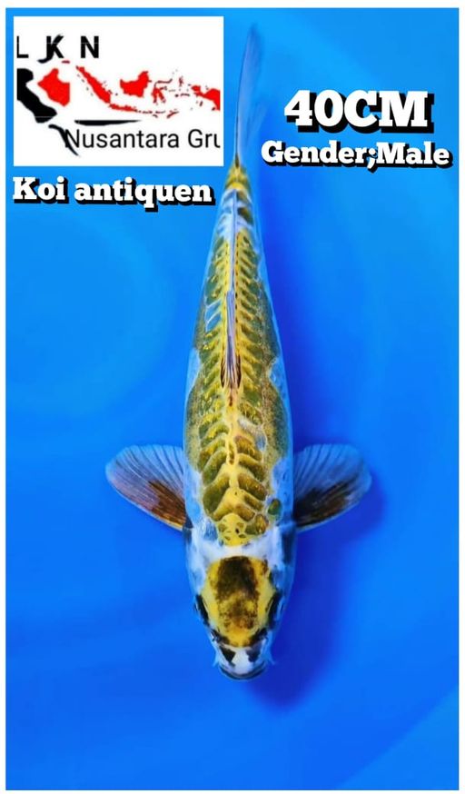 Lelang Koi Online, Jual Beli Ikan Koi, Pusat Jual Beli Koi, Info Lelang Koi Hari Ini, Platform Jual Beli Koi, Jual Beli Ikan Koi Online, Marketplace Ikan Koi, Jual Koi Terbaik, Tempat Beli Koi Berkualitas, Pasar Ikan Koi Online Terpercaya, Penjual Ikan Koi Terpercaya, Beli Koi Hias Online, Ikan Koi untuk Dijual, Koi Kualitas Terbaik, Toko Online Ikan Koi, Koi Hias Untuk Dijual, Jual Beli Ikan Koi Lokal, Koi Indonesia Online, Pusat Jual Beli Koi Terbesar