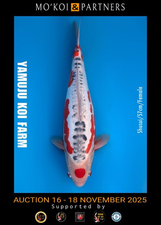 Lelang Koi Online, Jual Beli Ikan Koi, Pusat Jual Beli Koi, Info Lelang Koi Hari Ini, Platform Jual Beli Koi, Jual Beli Ikan Koi Online, Marketplace Ikan Koi, Jual Koi Terbaik, Tempat Beli Koi Berkualitas, Pasar Ikan Koi Online Terpercaya, Penjual Ikan Koi Terpercaya, Beli Koi Hias Online, Ikan Koi untuk Dijual, Koi Kualitas Terbaik, Toko Online Ikan Koi, Koi Hias Untuk Dijual, Jual Beli Ikan Koi Lokal, Koi Indonesia Online, Pusat Jual Beli Koi Terbesar