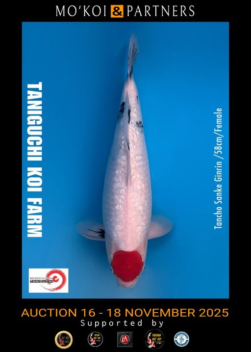 Lelang Koi Online, Jual Beli Ikan Koi, Pusat Jual Beli Koi, Info Lelang Koi Hari Ini, Platform Jual Beli Koi, Jual Beli Ikan Koi Online, Marketplace Ikan Koi, Jual Koi Terbaik, Tempat Beli Koi Berkualitas, Pasar Ikan Koi Online Terpercaya, Penjual Ikan Koi Terpercaya, Beli Koi Hias Online, Ikan Koi untuk Dijual, Koi Kualitas Terbaik, Toko Online Ikan Koi, Koi Hias Untuk Dijual, Jual Beli Ikan Koi Lokal, Koi Indonesia Online, Pusat Jual Beli Koi Terbesar