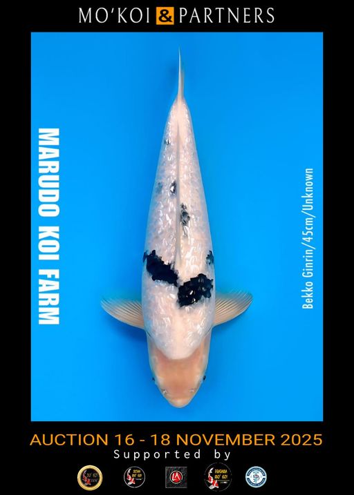 Lelang Koi Online, Jual Beli Ikan Koi, Pusat Jual Beli Koi, Info Lelang Koi Hari Ini, Platform Jual Beli Koi, Jual Beli Ikan Koi Online, Marketplace Ikan Koi, Jual Koi Terbaik, Tempat Beli Koi Berkualitas, Pasar Ikan Koi Online Terpercaya, Penjual Ikan Koi Terpercaya, Beli Koi Hias Online, Ikan Koi untuk Dijual, Koi Kualitas Terbaik, Toko Online Ikan Koi, Koi Hias Untuk Dijual, Jual Beli Ikan Koi Lokal, Koi Indonesia Online, Pusat Jual Beli Koi Terbesar