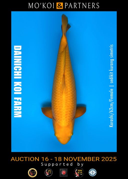 Lelang Koi Online, Jual Beli Ikan Koi, Pusat Jual Beli Koi, Info Lelang Koi Hari Ini, Platform Jual Beli Koi, Jual Beli Ikan Koi Online, Marketplace Ikan Koi, Jual Koi Terbaik, Tempat Beli Koi Berkualitas, Pasar Ikan Koi Online Terpercaya, Penjual Ikan Koi Terpercaya, Beli Koi Hias Online, Ikan Koi untuk Dijual, Koi Kualitas Terbaik, Toko Online Ikan Koi, Koi Hias Untuk Dijual, Jual Beli Ikan Koi Lokal, Koi Indonesia Online, Pusat Jual Beli Koi Terbesar