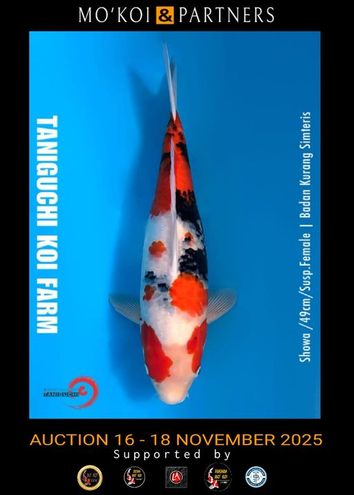 Lelang Koi Online, Jual Beli Ikan Koi, Pusat Jual Beli Koi, Info Lelang Koi Hari Ini, Platform Jual Beli Koi, Jual Beli Ikan Koi Online, Marketplace Ikan Koi, Jual Koi Terbaik, Tempat Beli Koi Berkualitas, Pasar Ikan Koi Online Terpercaya, Penjual Ikan Koi Terpercaya, Beli Koi Hias Online, Ikan Koi untuk Dijual, Koi Kualitas Terbaik, Toko Online Ikan Koi, Koi Hias Untuk Dijual, Jual Beli Ikan Koi Lokal, Koi Indonesia Online, Pusat Jual Beli Koi Terbesar