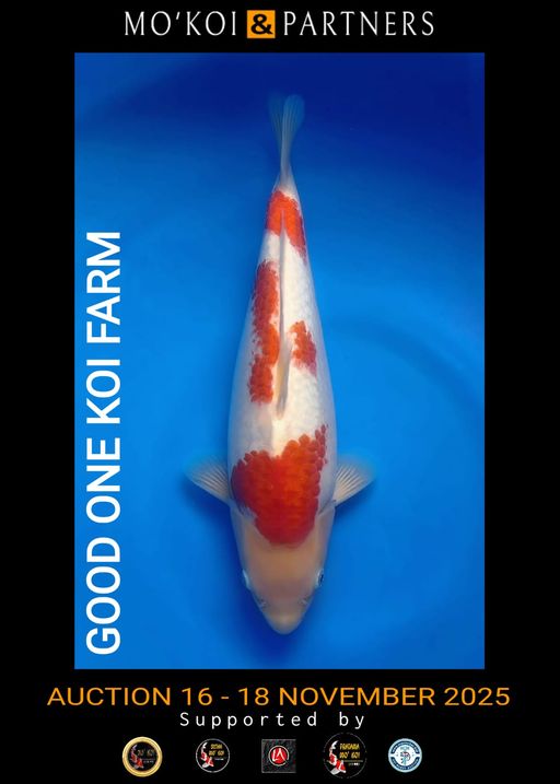 Lelang Koi Online, Jual Beli Ikan Koi, Pusat Jual Beli Koi, Info Lelang Koi Hari Ini, Platform Jual Beli Koi, Jual Beli Ikan Koi Online, Marketplace Ikan Koi, Jual Koi Terbaik, Tempat Beli Koi Berkualitas, Pasar Ikan Koi Online Terpercaya, Penjual Ikan Koi Terpercaya, Beli Koi Hias Online, Ikan Koi untuk Dijual, Koi Kualitas Terbaik, Toko Online Ikan Koi, Koi Hias Untuk Dijual, Jual Beli Ikan Koi Lokal, Koi Indonesia Online, Pusat Jual Beli Koi Terbesar