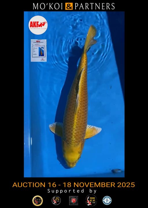 Lelang Koi Online, Jual Beli Ikan Koi, Pusat Jual Beli Koi, Info Lelang Koi Hari Ini, Platform Jual Beli Koi, Jual Beli Ikan Koi Online, Marketplace Ikan Koi, Jual Koi Terbaik, Tempat Beli Koi Berkualitas, Pasar Ikan Koi Online Terpercaya, Penjual Ikan Koi Terpercaya, Beli Koi Hias Online, Ikan Koi untuk Dijual, Koi Kualitas Terbaik, Toko Online Ikan Koi, Koi Hias Untuk Dijual, Jual Beli Ikan Koi Lokal, Koi Indonesia Online, Pusat Jual Beli Koi Terbesar