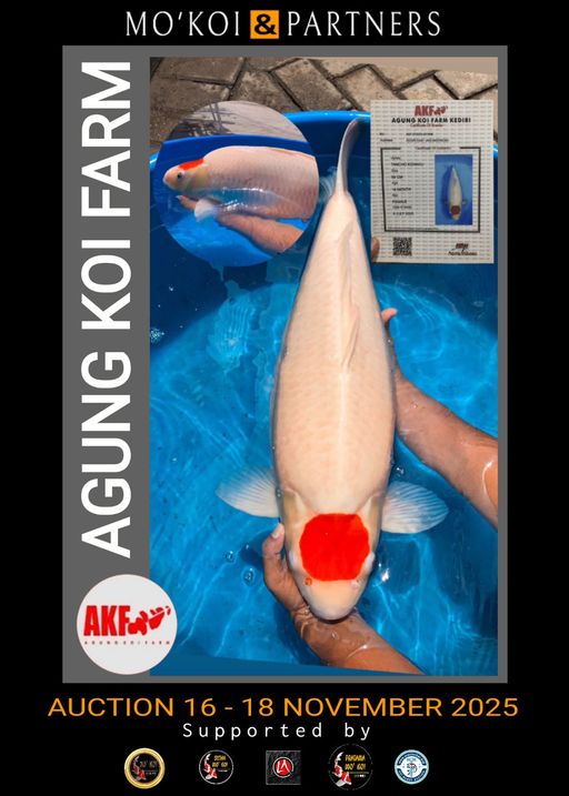 Lelang Koi Online, Jual Beli Ikan Koi, Pusat Jual Beli Koi, Info Lelang Koi Hari Ini, Platform Jual Beli Koi, Jual Beli Ikan Koi Online, Marketplace Ikan Koi, Jual Koi Terbaik, Tempat Beli Koi Berkualitas, Pasar Ikan Koi Online Terpercaya, Penjual Ikan Koi Terpercaya, Beli Koi Hias Online, Ikan Koi untuk Dijual, Koi Kualitas Terbaik, Toko Online Ikan Koi, Koi Hias Untuk Dijual, Jual Beli Ikan Koi Lokal, Koi Indonesia Online, Pusat Jual Beli Koi Terbesar