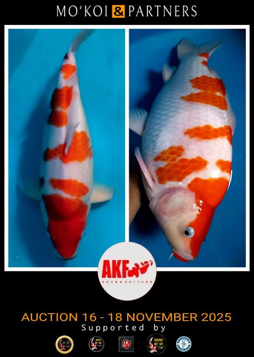 Lelang Koi Online, Jual Beli Ikan Koi, Pusat Jual Beli Koi, Info Lelang Koi Hari Ini, Platform Jual Beli Koi, Jual Beli Ikan Koi Online, Marketplace Ikan Koi, Jual Koi Terbaik, Tempat Beli Koi Berkualitas, Pasar Ikan Koi Online Terpercaya, Penjual Ikan Koi Terpercaya, Beli Koi Hias Online, Ikan Koi untuk Dijual, Koi Kualitas Terbaik, Toko Online Ikan Koi, Koi Hias Untuk Dijual, Jual Beli Ikan Koi Lokal, Koi Indonesia Online, Pusat Jual Beli Koi Terbesar
