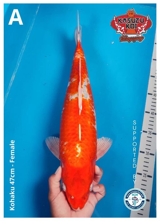 Lelang Koi Online, Jual Beli Ikan Koi, Pusat Jual Beli Koi, Info Lelang Koi Hari Ini, Platform Jual Beli Koi, Jual Beli Ikan Koi Online, Marketplace Ikan Koi, Jual Koi Terbaik, Tempat Beli Koi Berkualitas, Pasar Ikan Koi Online Terpercaya, Penjual Ikan Koi Terpercaya, Beli Koi Hias Online, Ikan Koi untuk Dijual, Koi Kualitas Terbaik, Toko Online Ikan Koi, Koi Hias Untuk Dijual, Jual Beli Ikan Koi Lokal, Koi Indonesia Online, Pusat Jual Beli Koi Terbesar
