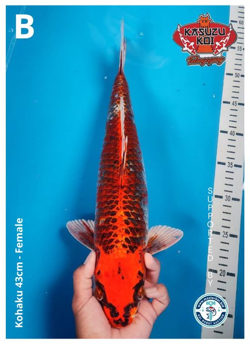 Lelang Koi Online, Jual Beli Ikan Koi, Pusat Jual Beli Koi, Info Lelang Koi Hari Ini, Platform Jual Beli Koi, Jual Beli Ikan Koi Online, Marketplace Ikan Koi, Jual Koi Terbaik, Tempat Beli Koi Berkualitas, Pasar Ikan Koi Online Terpercaya, Penjual Ikan Koi Terpercaya, Beli Koi Hias Online, Ikan Koi untuk Dijual, Koi Kualitas Terbaik, Toko Online Ikan Koi, Koi Hias Untuk Dijual, Jual Beli Ikan Koi Lokal, Koi Indonesia Online, Pusat Jual Beli Koi Terbesar
