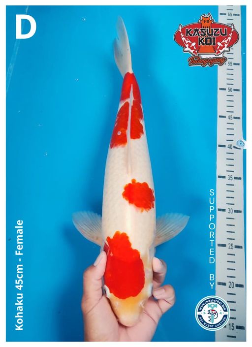 Lelang Koi Online, Jual Beli Ikan Koi, Pusat Jual Beli Koi, Info Lelang Koi Hari Ini, Platform Jual Beli Koi, Jual Beli Ikan Koi Online, Marketplace Ikan Koi, Jual Koi Terbaik, Tempat Beli Koi Berkualitas, Pasar Ikan Koi Online Terpercaya, Penjual Ikan Koi Terpercaya, Beli Koi Hias Online, Ikan Koi untuk Dijual, Koi Kualitas Terbaik, Toko Online Ikan Koi, Koi Hias Untuk Dijual, Jual Beli Ikan Koi Lokal, Koi Indonesia Online, Pusat Jual Beli Koi Terbesar