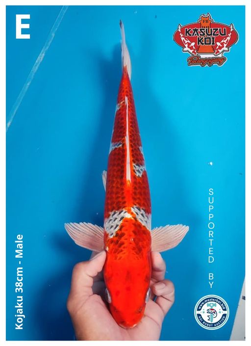 Lelang Koi Online, Jual Beli Ikan Koi, Pusat Jual Beli Koi, Info Lelang Koi Hari Ini, Platform Jual Beli Koi, Jual Beli Ikan Koi Online, Marketplace Ikan Koi, Jual Koi Terbaik, Tempat Beli Koi Berkualitas, Pasar Ikan Koi Online Terpercaya, Penjual Ikan Koi Terpercaya, Beli Koi Hias Online, Ikan Koi untuk Dijual, Koi Kualitas Terbaik, Toko Online Ikan Koi, Koi Hias Untuk Dijual, Jual Beli Ikan Koi Lokal, Koi Indonesia Online, Pusat Jual Beli Koi Terbesar