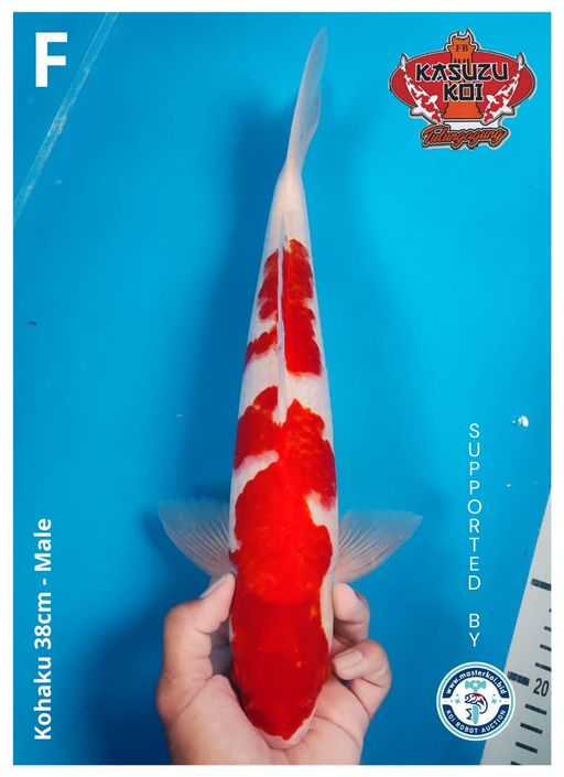 Lelang Koi Online, Jual Beli Ikan Koi, Pusat Jual Beli Koi, Info Lelang Koi Hari Ini, Platform Jual Beli Koi, Jual Beli Ikan Koi Online, Marketplace Ikan Koi, Jual Koi Terbaik, Tempat Beli Koi Berkualitas, Pasar Ikan Koi Online Terpercaya, Penjual Ikan Koi Terpercaya, Beli Koi Hias Online, Ikan Koi untuk Dijual, Koi Kualitas Terbaik, Toko Online Ikan Koi, Koi Hias Untuk Dijual, Jual Beli Ikan Koi Lokal, Koi Indonesia Online, Pusat Jual Beli Koi Terbesar