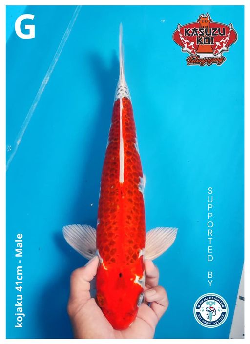 Lelang Koi Online, Jual Beli Ikan Koi, Pusat Jual Beli Koi, Info Lelang Koi Hari Ini, Platform Jual Beli Koi, Jual Beli Ikan Koi Online, Marketplace Ikan Koi, Jual Koi Terbaik, Tempat Beli Koi Berkualitas, Pasar Ikan Koi Online Terpercaya, Penjual Ikan Koi Terpercaya, Beli Koi Hias Online, Ikan Koi untuk Dijual, Koi Kualitas Terbaik, Toko Online Ikan Koi, Koi Hias Untuk Dijual, Jual Beli Ikan Koi Lokal, Koi Indonesia Online, Pusat Jual Beli Koi Terbesar