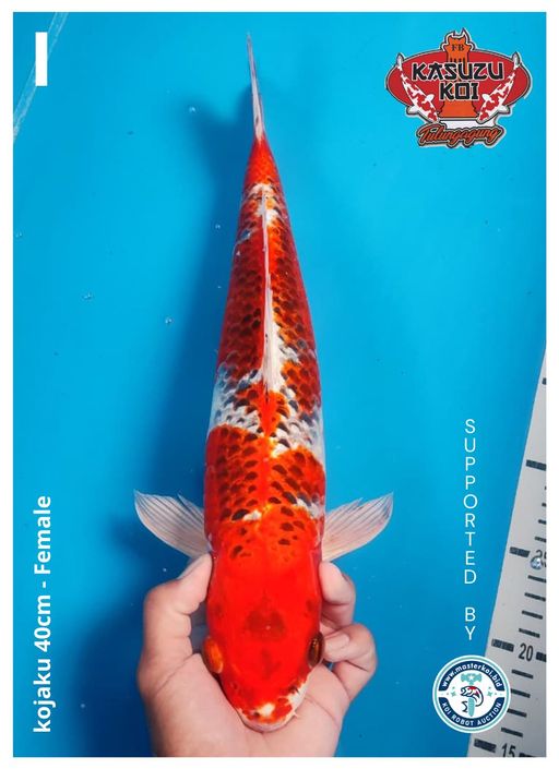 Lelang Koi Online, Jual Beli Ikan Koi, Pusat Jual Beli Koi, Info Lelang Koi Hari Ini, Platform Jual Beli Koi, Jual Beli Ikan Koi Online, Marketplace Ikan Koi, Jual Koi Terbaik, Tempat Beli Koi Berkualitas, Pasar Ikan Koi Online Terpercaya, Penjual Ikan Koi Terpercaya, Beli Koi Hias Online, Ikan Koi untuk Dijual, Koi Kualitas Terbaik, Toko Online Ikan Koi, Koi Hias Untuk Dijual, Jual Beli Ikan Koi Lokal, Koi Indonesia Online, Pusat Jual Beli Koi Terbesar