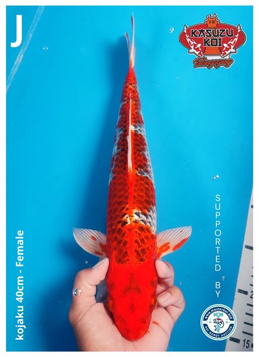Lelang Koi Online, Jual Beli Ikan Koi, Pusat Jual Beli Koi, Info Lelang Koi Hari Ini, Platform Jual Beli Koi, Jual Beli Ikan Koi Online, Marketplace Ikan Koi, Jual Koi Terbaik, Tempat Beli Koi Berkualitas, Pasar Ikan Koi Online Terpercaya, Penjual Ikan Koi Terpercaya, Beli Koi Hias Online, Ikan Koi untuk Dijual, Koi Kualitas Terbaik, Toko Online Ikan Koi, Koi Hias Untuk Dijual, Jual Beli Ikan Koi Lokal, Koi Indonesia Online, Pusat Jual Beli Koi Terbesar