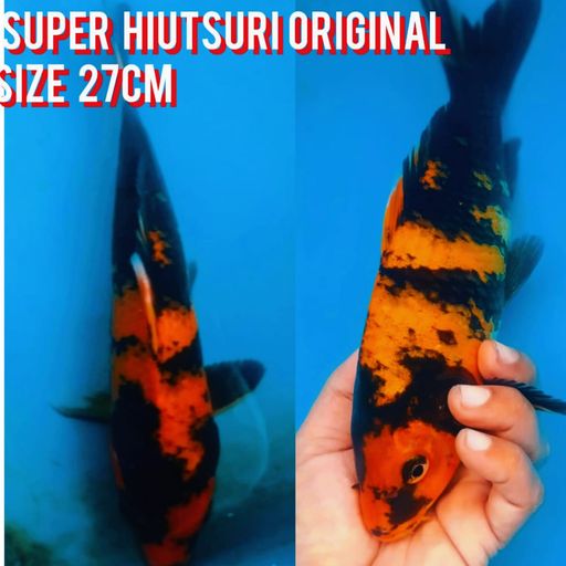 Lelang Koi Online, Jual Beli Ikan Koi, Pusat Jual Beli Koi, Info Lelang Koi Hari Ini, Platform Jual Beli Koi, Jual Beli Ikan Koi Online, Marketplace Ikan Koi, Jual Koi Terbaik, Tempat Beli Koi Berkualitas, Pasar Ikan Koi Online Terpercaya, Penjual Ikan Koi Terpercaya, Beli Koi Hias Online, Ikan Koi untuk Dijual, Koi Kualitas Terbaik, Toko Online Ikan Koi, Koi Hias Untuk Dijual, Jual Beli Ikan Koi Lokal, Koi Indonesia Online, Pusat Jual Beli Koi Terbesar