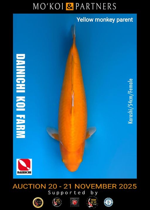 Lelang Koi Online, Jual Beli Ikan Koi, Pusat Jual Beli Koi, Info Lelang Koi Hari Ini, Platform Jual Beli Koi, Jual Beli Ikan Koi Online, Marketplace Ikan Koi, Jual Koi Terbaik, Tempat Beli Koi Berkualitas, Pasar Ikan Koi Online Terpercaya, Penjual Ikan Koi Terpercaya, Beli Koi Hias Online, Ikan Koi untuk Dijual, Koi Kualitas Terbaik, Toko Online Ikan Koi, Koi Hias Untuk Dijual, Jual Beli Ikan Koi Lokal, Koi Indonesia Online, Pusat Jual Beli Koi Terbesar