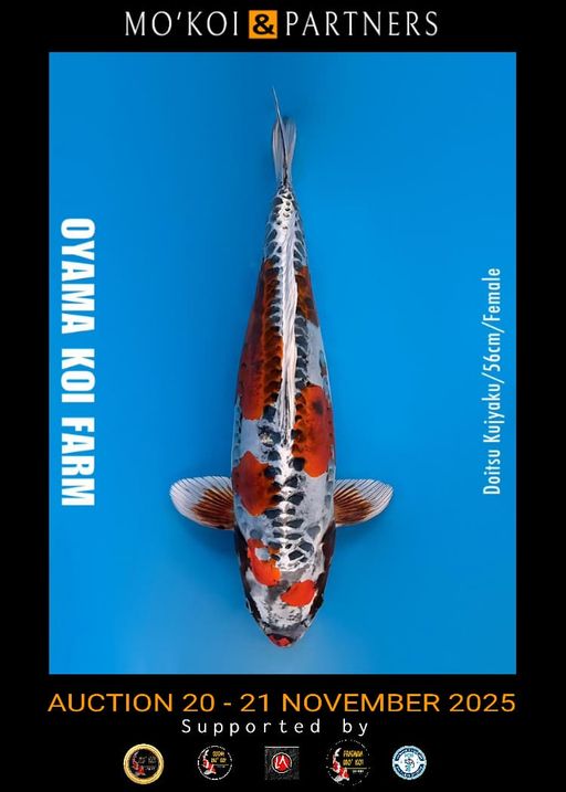 Lelang Koi Online, Jual Beli Ikan Koi, Pusat Jual Beli Koi, Info Lelang Koi Hari Ini, Platform Jual Beli Koi, Jual Beli Ikan Koi Online, Marketplace Ikan Koi, Jual Koi Terbaik, Tempat Beli Koi Berkualitas, Pasar Ikan Koi Online Terpercaya, Penjual Ikan Koi Terpercaya, Beli Koi Hias Online, Ikan Koi untuk Dijual, Koi Kualitas Terbaik, Toko Online Ikan Koi, Koi Hias Untuk Dijual, Jual Beli Ikan Koi Lokal, Koi Indonesia Online, Pusat Jual Beli Koi Terbesar