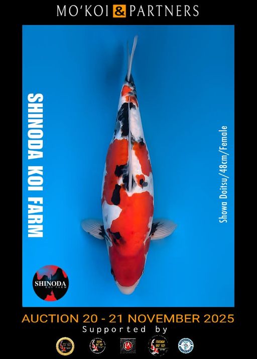 Lelang Koi Online, Jual Beli Ikan Koi, Pusat Jual Beli Koi, Info Lelang Koi Hari Ini, Platform Jual Beli Koi, Jual Beli Ikan Koi Online, Marketplace Ikan Koi, Jual Koi Terbaik, Tempat Beli Koi Berkualitas, Pasar Ikan Koi Online Terpercaya, Penjual Ikan Koi Terpercaya, Beli Koi Hias Online, Ikan Koi untuk Dijual, Koi Kualitas Terbaik, Toko Online Ikan Koi, Koi Hias Untuk Dijual, Jual Beli Ikan Koi Lokal, Koi Indonesia Online, Pusat Jual Beli Koi Terbesar