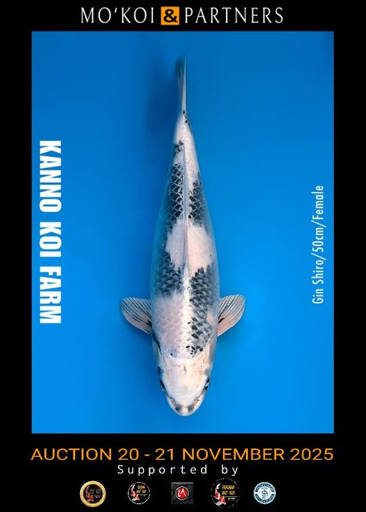 Lelang Koi Online, Jual Beli Ikan Koi, Pusat Jual Beli Koi, Info Lelang Koi Hari Ini, Platform Jual Beli Koi, Jual Beli Ikan Koi Online, Marketplace Ikan Koi, Jual Koi Terbaik, Tempat Beli Koi Berkualitas, Pasar Ikan Koi Online Terpercaya, Penjual Ikan Koi Terpercaya, Beli Koi Hias Online, Ikan Koi untuk Dijual, Koi Kualitas Terbaik, Toko Online Ikan Koi, Koi Hias Untuk Dijual, Jual Beli Ikan Koi Lokal, Koi Indonesia Online, Pusat Jual Beli Koi Terbesar