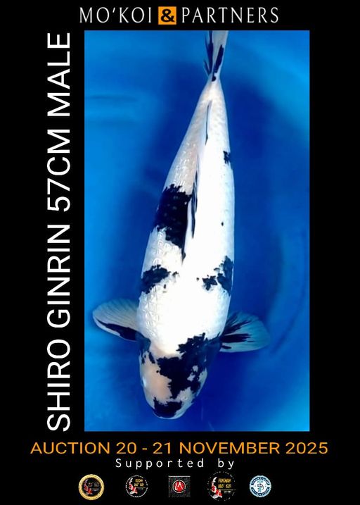 Lelang Koi Online, Jual Beli Ikan Koi, Pusat Jual Beli Koi, Info Lelang Koi Hari Ini, Platform Jual Beli Koi, Jual Beli Ikan Koi Online, Marketplace Ikan Koi, Jual Koi Terbaik, Tempat Beli Koi Berkualitas, Pasar Ikan Koi Online Terpercaya, Penjual Ikan Koi Terpercaya, Beli Koi Hias Online, Ikan Koi untuk Dijual, Koi Kualitas Terbaik, Toko Online Ikan Koi, Koi Hias Untuk Dijual, Jual Beli Ikan Koi Lokal, Koi Indonesia Online, Pusat Jual Beli Koi Terbesar