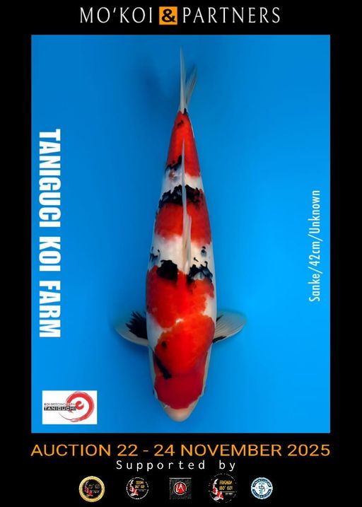 Lelang Koi Online, Jual Beli Ikan Koi, Pusat Jual Beli Koi, Info Lelang Koi Hari Ini, Platform Jual Beli Koi, Jual Beli Ikan Koi Online, Marketplace Ikan Koi, Jual Koi Terbaik, Tempat Beli Koi Berkualitas, Pasar Ikan Koi Online Terpercaya, Penjual Ikan Koi Terpercaya, Beli Koi Hias Online, Ikan Koi untuk Dijual, Koi Kualitas Terbaik, Toko Online Ikan Koi, Koi Hias Untuk Dijual, Jual Beli Ikan Koi Lokal, Koi Indonesia Online, Pusat Jual Beli Koi Terbesar