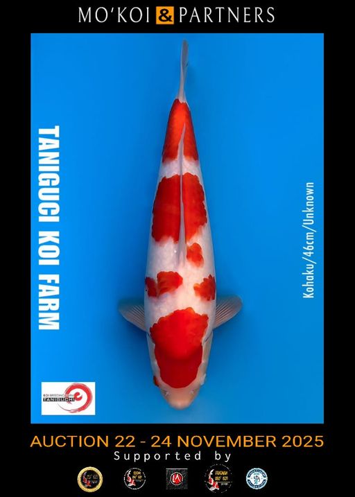 Lelang Koi Online, Jual Beli Ikan Koi, Pusat Jual Beli Koi, Info Lelang Koi Hari Ini, Platform Jual Beli Koi, Jual Beli Ikan Koi Online, Marketplace Ikan Koi, Jual Koi Terbaik, Tempat Beli Koi Berkualitas, Pasar Ikan Koi Online Terpercaya, Penjual Ikan Koi Terpercaya, Beli Koi Hias Online, Ikan Koi untuk Dijual, Koi Kualitas Terbaik, Toko Online Ikan Koi, Koi Hias Untuk Dijual, Jual Beli Ikan Koi Lokal, Koi Indonesia Online, Pusat Jual Beli Koi Terbesar