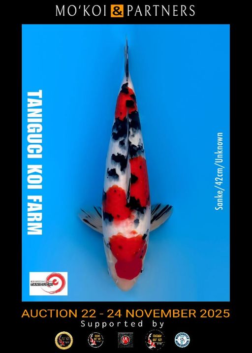 Lelang Koi Online, Jual Beli Ikan Koi, Pusat Jual Beli Koi, Info Lelang Koi Hari Ini, Platform Jual Beli Koi, Jual Beli Ikan Koi Online, Marketplace Ikan Koi, Jual Koi Terbaik, Tempat Beli Koi Berkualitas, Pasar Ikan Koi Online Terpercaya, Penjual Ikan Koi Terpercaya, Beli Koi Hias Online, Ikan Koi untuk Dijual, Koi Kualitas Terbaik, Toko Online Ikan Koi, Koi Hias Untuk Dijual, Jual Beli Ikan Koi Lokal, Koi Indonesia Online, Pusat Jual Beli Koi Terbesar
