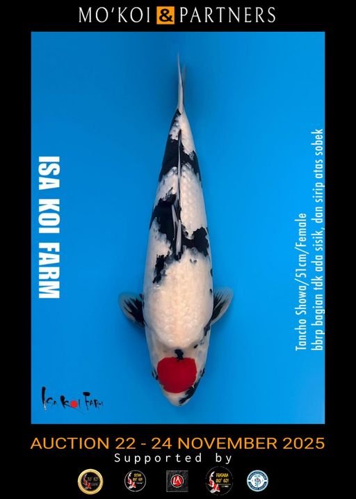 Lelang Koi Online, Jual Beli Ikan Koi, Pusat Jual Beli Koi, Info Lelang Koi Hari Ini, Platform Jual Beli Koi, Jual Beli Ikan Koi Online, Marketplace Ikan Koi, Jual Koi Terbaik, Tempat Beli Koi Berkualitas, Pasar Ikan Koi Online Terpercaya, Penjual Ikan Koi Terpercaya, Beli Koi Hias Online, Ikan Koi untuk Dijual, Koi Kualitas Terbaik, Toko Online Ikan Koi, Koi Hias Untuk Dijual, Jual Beli Ikan Koi Lokal, Koi Indonesia Online, Pusat Jual Beli Koi Terbesar
