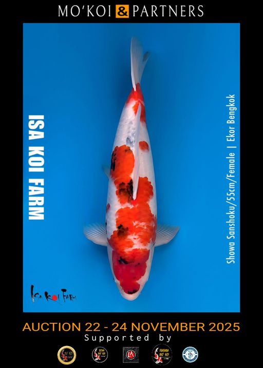 Lelang Koi Online, Jual Beli Ikan Koi, Pusat Jual Beli Koi, Info Lelang Koi Hari Ini, Platform Jual Beli Koi, Jual Beli Ikan Koi Online, Marketplace Ikan Koi, Jual Koi Terbaik, Tempat Beli Koi Berkualitas, Pasar Ikan Koi Online Terpercaya, Penjual Ikan Koi Terpercaya, Beli Koi Hias Online, Ikan Koi untuk Dijual, Koi Kualitas Terbaik, Toko Online Ikan Koi, Koi Hias Untuk Dijual, Jual Beli Ikan Koi Lokal, Koi Indonesia Online, Pusat Jual Beli Koi Terbesar