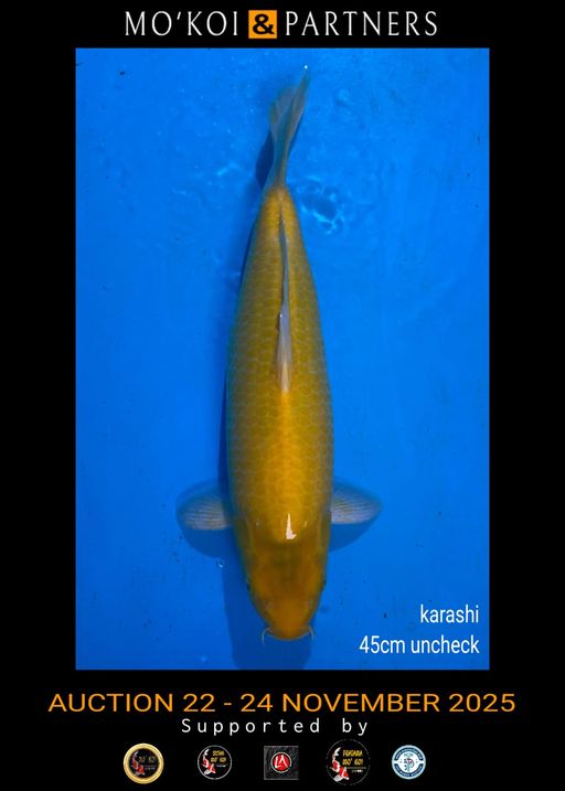 Lelang Koi Online, Jual Beli Ikan Koi, Pusat Jual Beli Koi, Info Lelang Koi Hari Ini, Platform Jual Beli Koi, Jual Beli Ikan Koi Online, Marketplace Ikan Koi, Jual Koi Terbaik, Tempat Beli Koi Berkualitas, Pasar Ikan Koi Online Terpercaya, Penjual Ikan Koi Terpercaya, Beli Koi Hias Online, Ikan Koi untuk Dijual, Koi Kualitas Terbaik, Toko Online Ikan Koi, Koi Hias Untuk Dijual, Jual Beli Ikan Koi Lokal, Koi Indonesia Online, Pusat Jual Beli Koi Terbesar