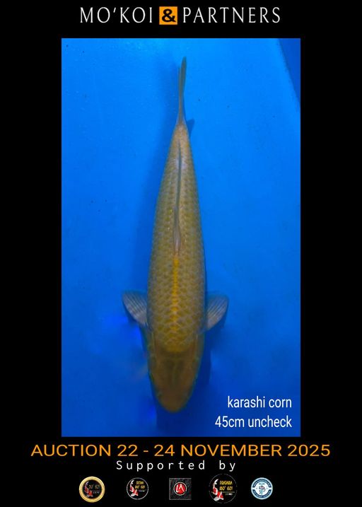 Lelang Koi Online, Jual Beli Ikan Koi, Pusat Jual Beli Koi, Info Lelang Koi Hari Ini, Platform Jual Beli Koi, Jual Beli Ikan Koi Online, Marketplace Ikan Koi, Jual Koi Terbaik, Tempat Beli Koi Berkualitas, Pasar Ikan Koi Online Terpercaya, Penjual Ikan Koi Terpercaya, Beli Koi Hias Online, Ikan Koi untuk Dijual, Koi Kualitas Terbaik, Toko Online Ikan Koi, Koi Hias Untuk Dijual, Jual Beli Ikan Koi Lokal, Koi Indonesia Online, Pusat Jual Beli Koi Terbesar