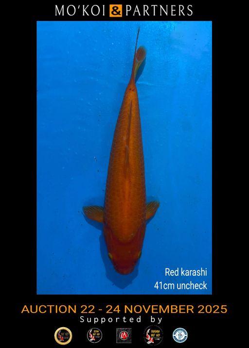 Lelang Koi Online, Jual Beli Ikan Koi, Pusat Jual Beli Koi, Info Lelang Koi Hari Ini, Platform Jual Beli Koi, Jual Beli Ikan Koi Online, Marketplace Ikan Koi, Jual Koi Terbaik, Tempat Beli Koi Berkualitas, Pasar Ikan Koi Online Terpercaya, Penjual Ikan Koi Terpercaya, Beli Koi Hias Online, Ikan Koi untuk Dijual, Koi Kualitas Terbaik, Toko Online Ikan Koi, Koi Hias Untuk Dijual, Jual Beli Ikan Koi Lokal, Koi Indonesia Online, Pusat Jual Beli Koi Terbesar