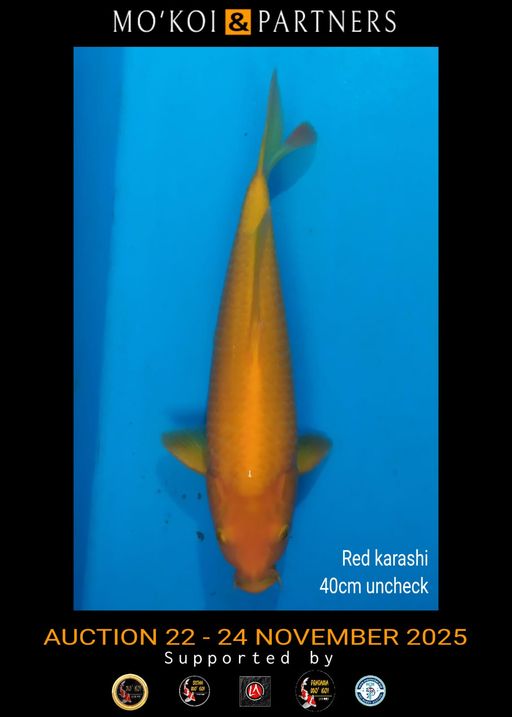 Lelang Koi Online, Jual Beli Ikan Koi, Pusat Jual Beli Koi, Info Lelang Koi Hari Ini, Platform Jual Beli Koi, Jual Beli Ikan Koi Online, Marketplace Ikan Koi, Jual Koi Terbaik, Tempat Beli Koi Berkualitas, Pasar Ikan Koi Online Terpercaya, Penjual Ikan Koi Terpercaya, Beli Koi Hias Online, Ikan Koi untuk Dijual, Koi Kualitas Terbaik, Toko Online Ikan Koi, Koi Hias Untuk Dijual, Jual Beli Ikan Koi Lokal, Koi Indonesia Online, Pusat Jual Beli Koi Terbesar